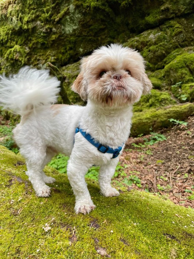 Shih tzu poses on mossy rock on hiking trail