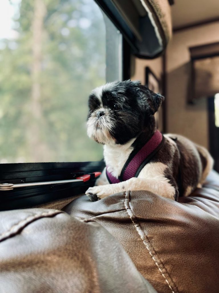Shih tzu looks out the window of its RV