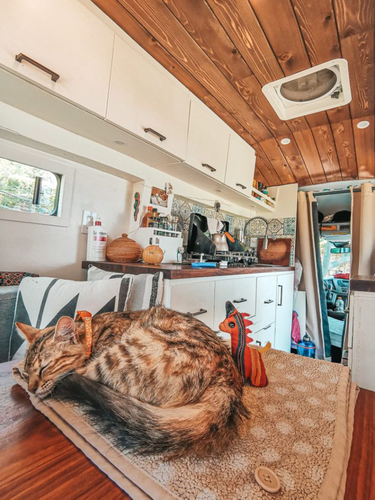 cat sleeps peacefully on table of a campervan