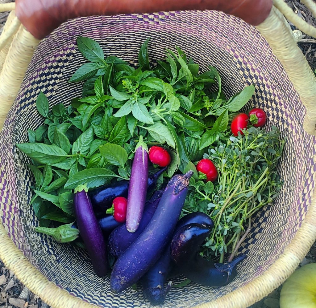 Basket of vegetables at Sunroots Farm in Medocino California