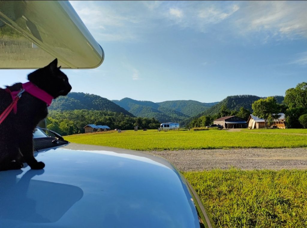 Cat sits on the hood of a parked RV at Painted Rock Farm in North Carolina
