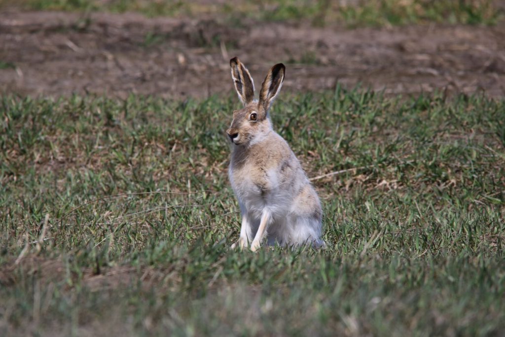Jack rabbit in North Dakota