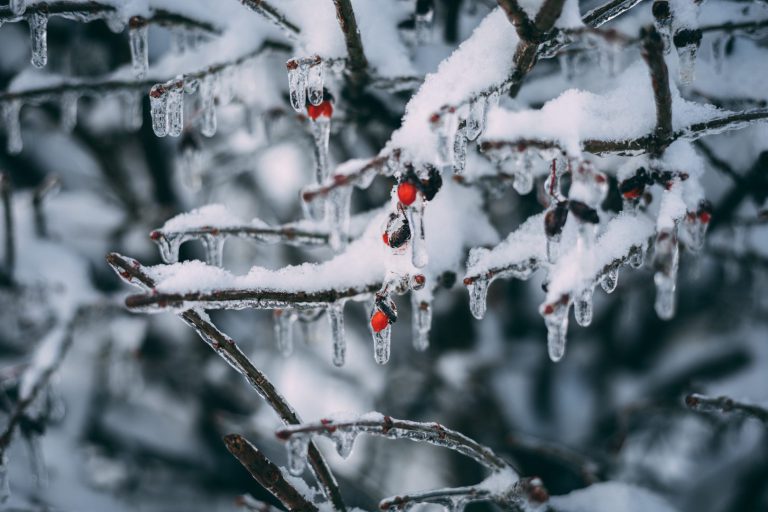 frozen snow covered branches