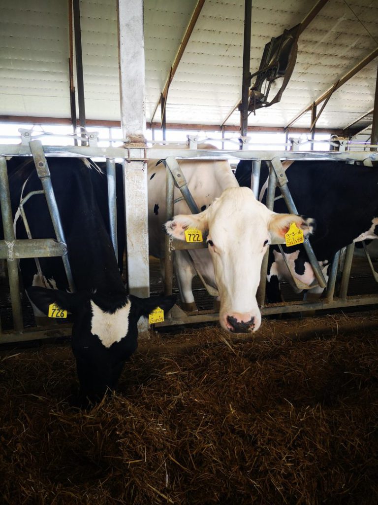 Dairy cows at a Gouda farm in Wisconsin