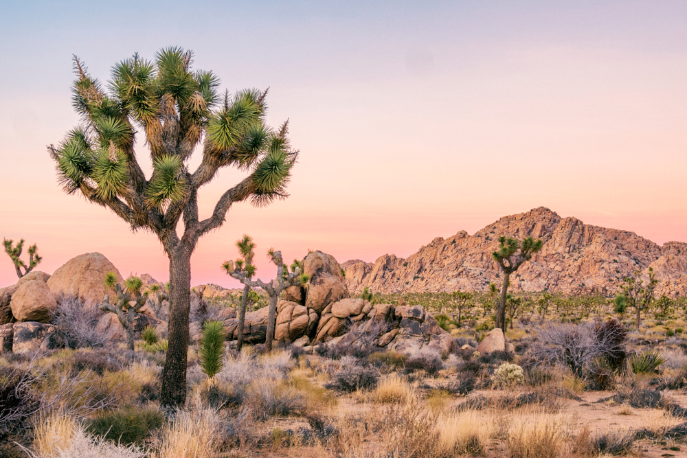 Joshua Tree Landscape