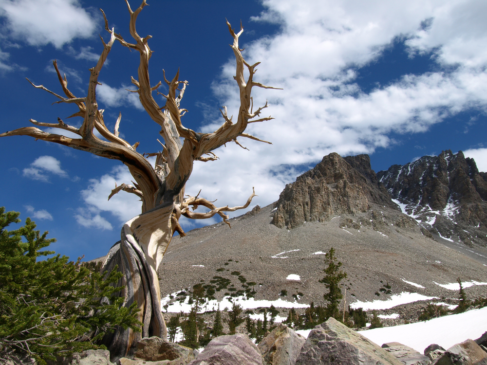 View of Bristlecone Pine tree and mountains of Great Basin National Park, Nevada, USA.