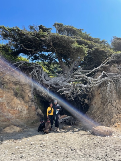 Couple and their dogs stand under a tree on a beach