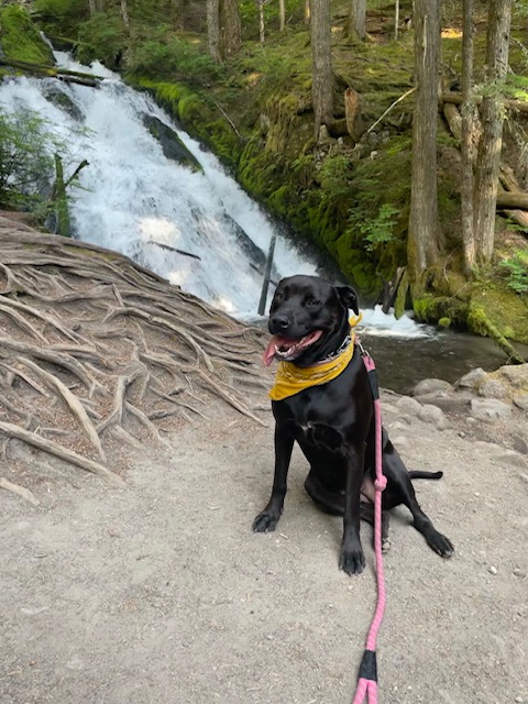 Dog sits during a hike with a waterfall behind her
