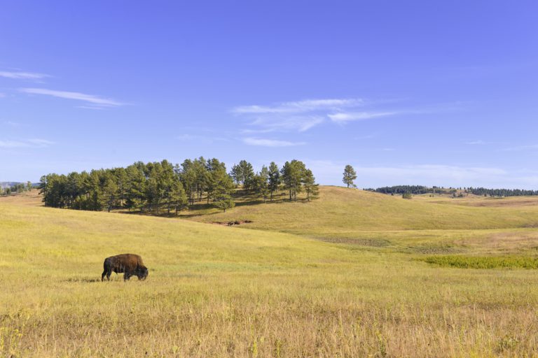 Bison in the Grasslands, Wind Cave National Park, South Dakota, USA