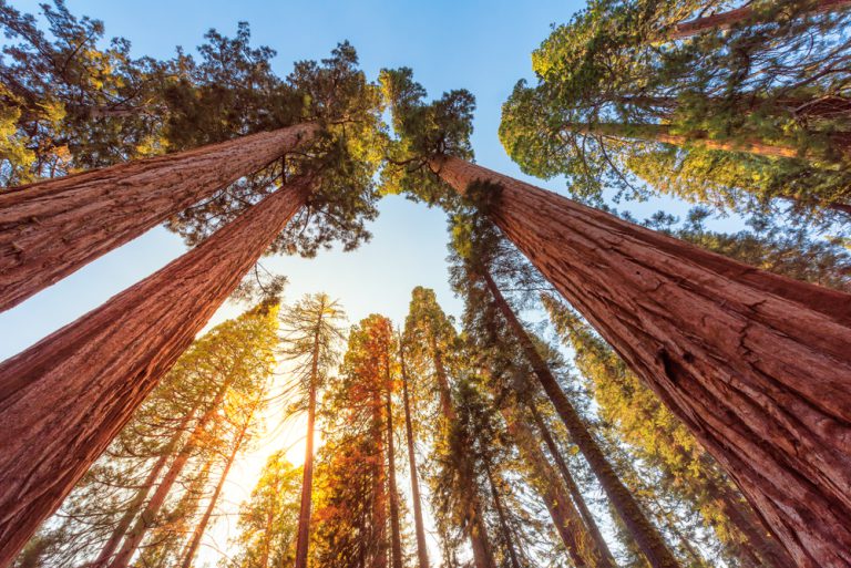 Giant Sequoias Forest. Sequoia National Park in California Sierra Nevada Mountains, USA
