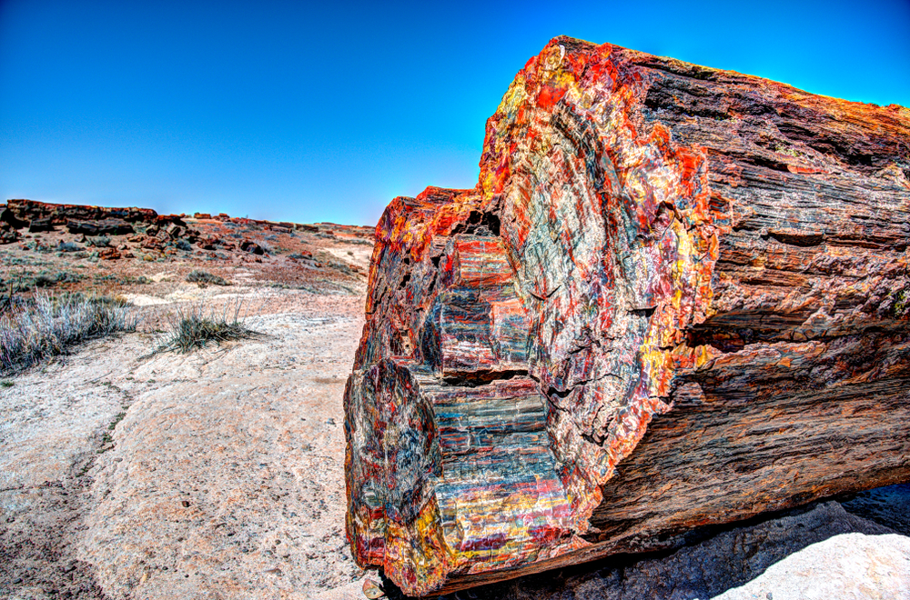 Petrified Forest multicolored wood