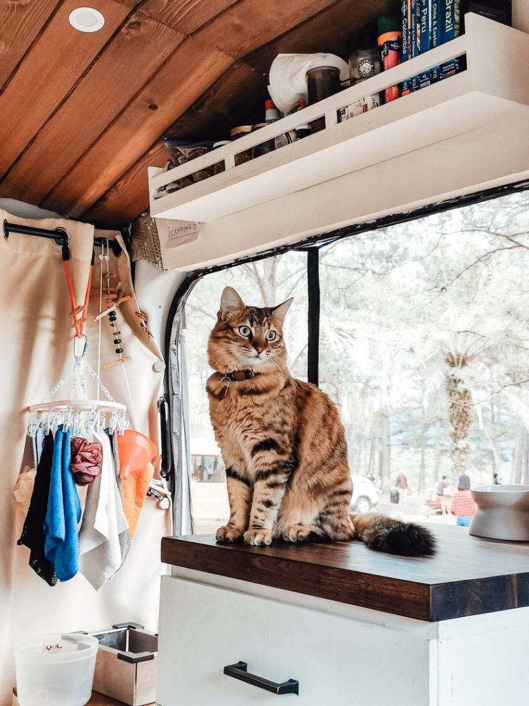 cat sitting on a table in an rv