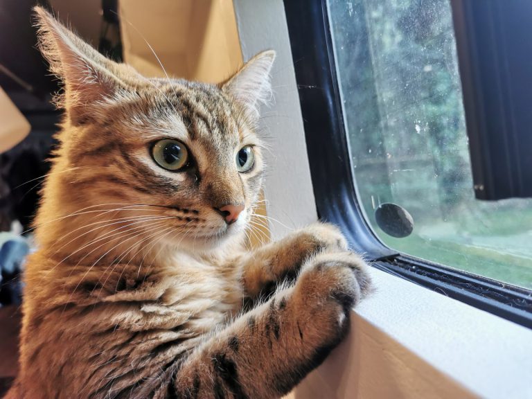 cat looking out the window