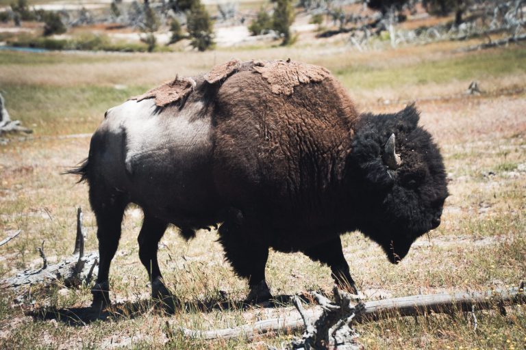 Buffalo at Yellowstone National Park