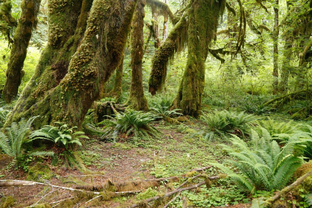 Hoh Rainforest