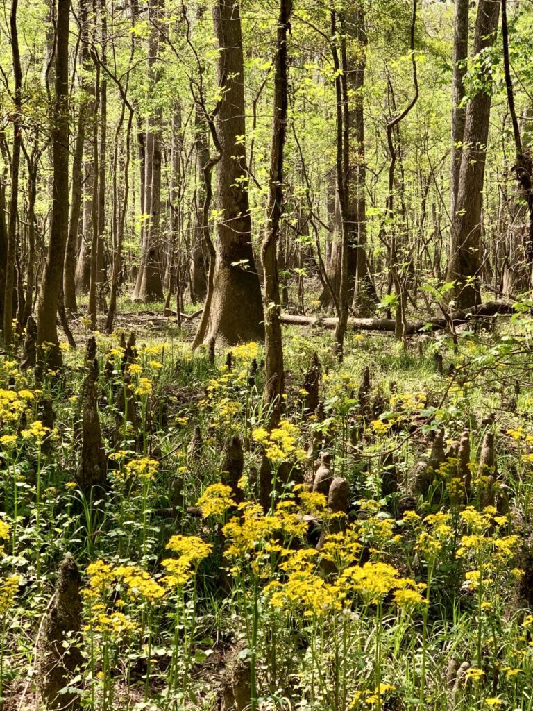 Wildflowers in Congaree National Park