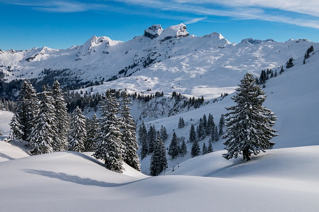 snowy mountains with trees