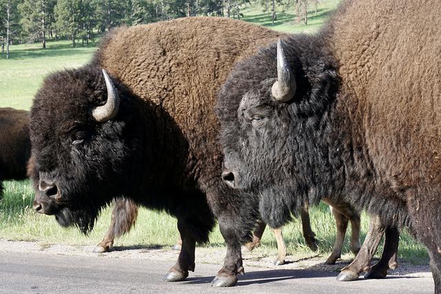 Bison in Custer State Park