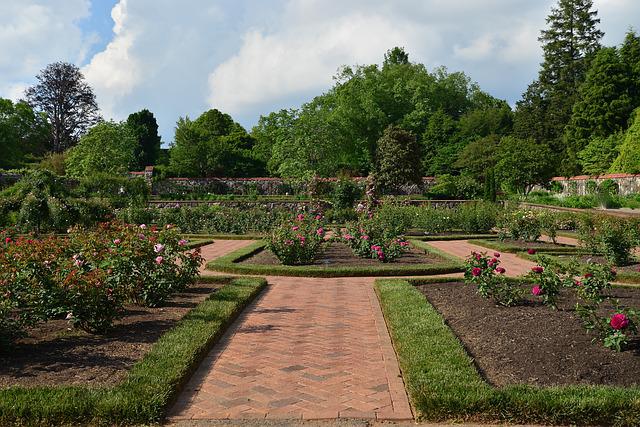a rose garden in Asheville, NC 
