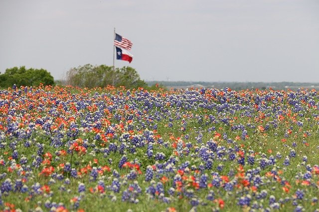 Bluebonnets and other colorful wildflowers fill a landscape with US and Texas flags flying in the background