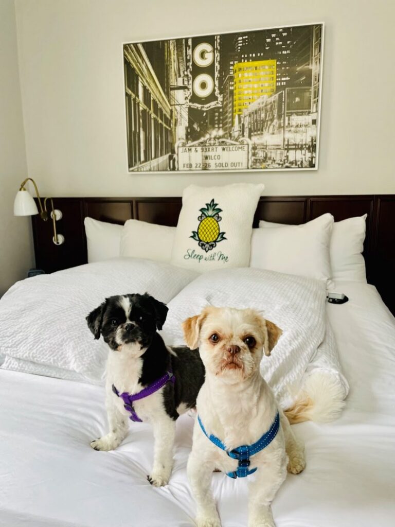 two small shih tzu dogs sit on a bed