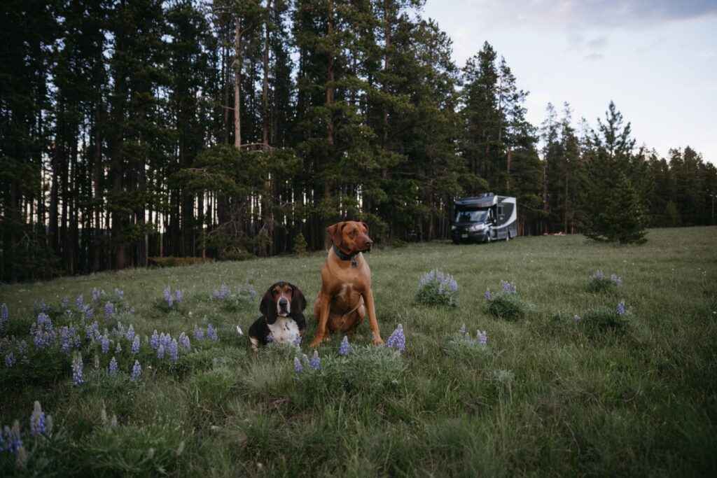 two dogs sitting in a field, rv in the distance