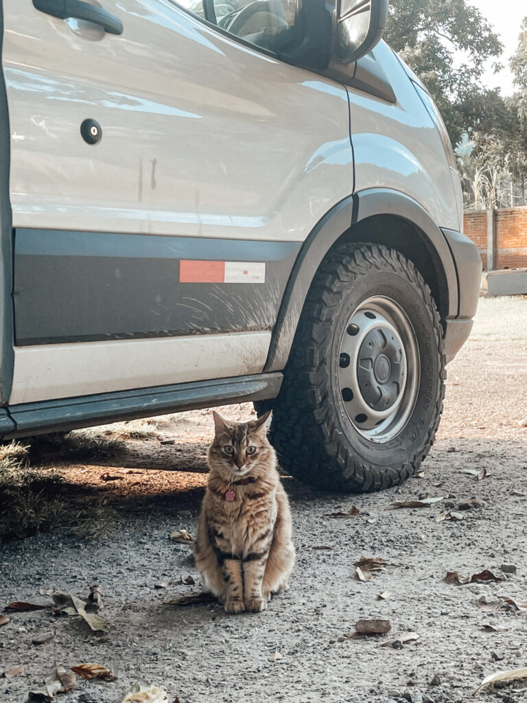 cat sits outside a parked camper van