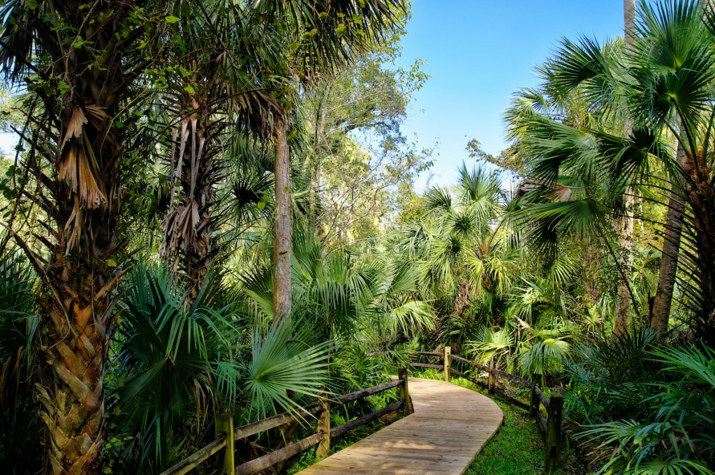 Paved walkway through the Ocala National Forest