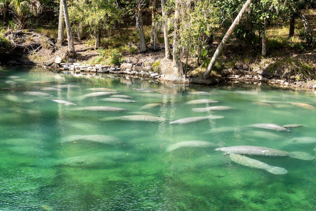 Dozens on manatees in a cove