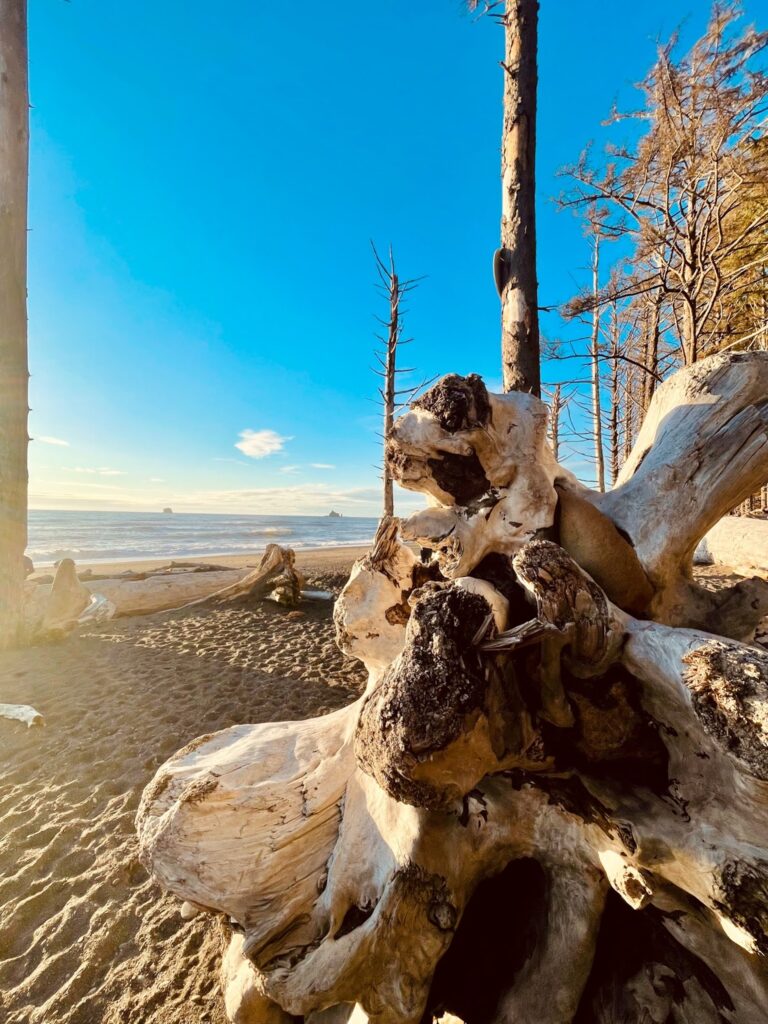 Petrified fallen tree on the coast of the PNW