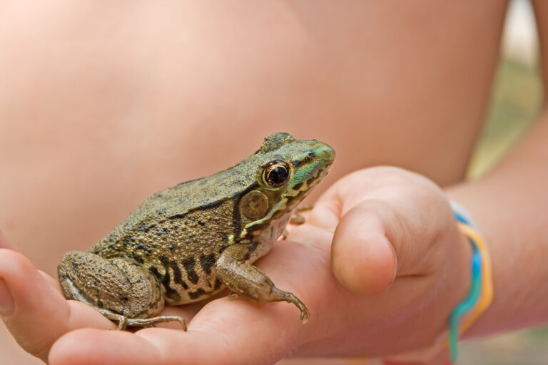 Child Holding a Frog