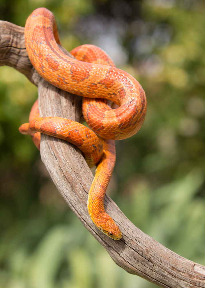 A bright orange corn snake curled around a branch with green background.