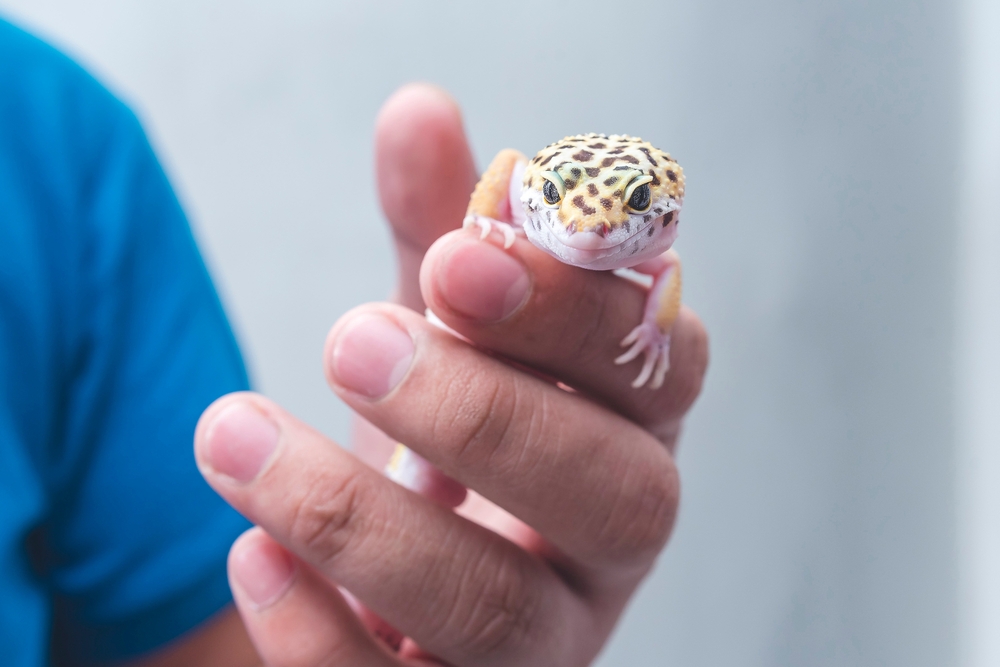A man holds a friendly juvenile leopard gecko in his hand.