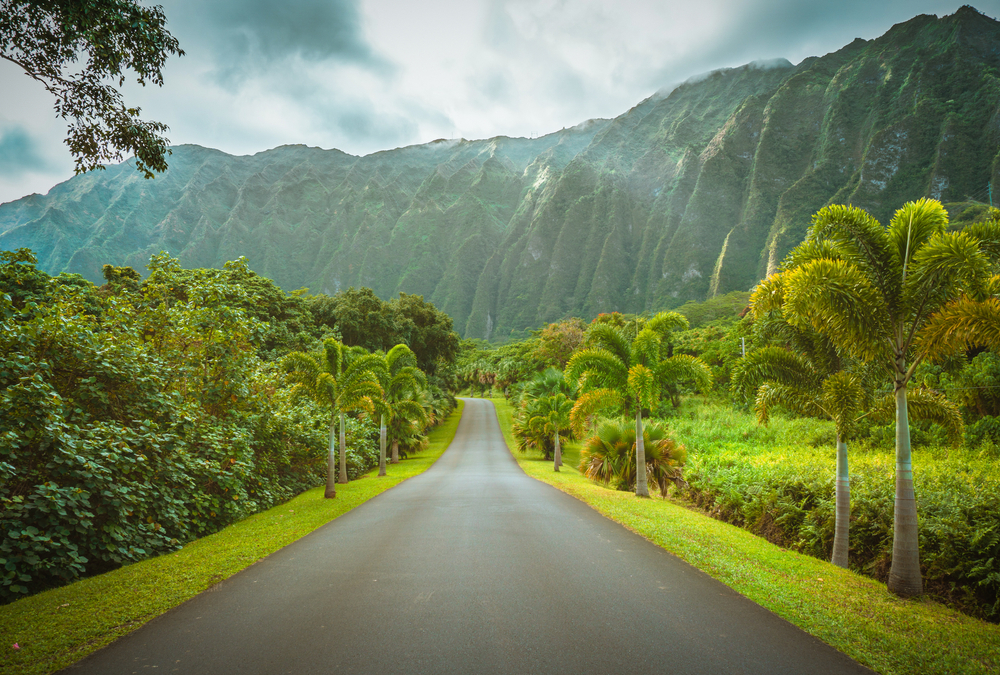 road surrounded by trees in oahu