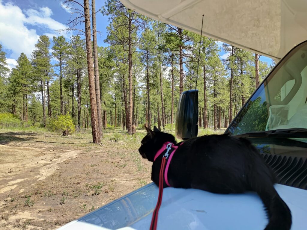 Cat lays on the hood of a class c rv