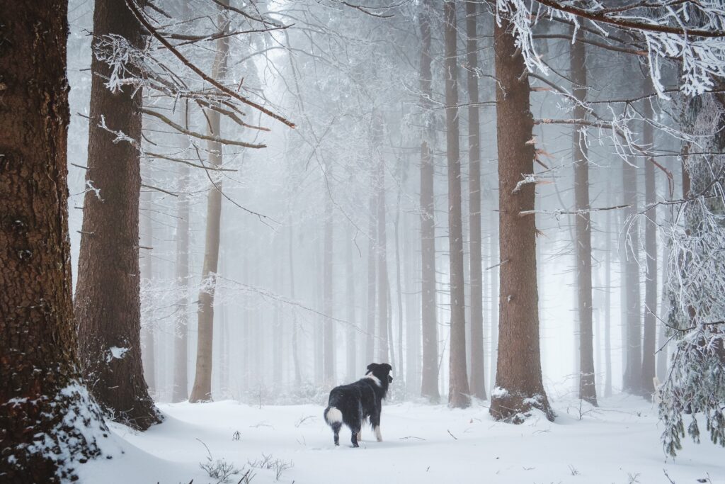 Dog in snowy woods