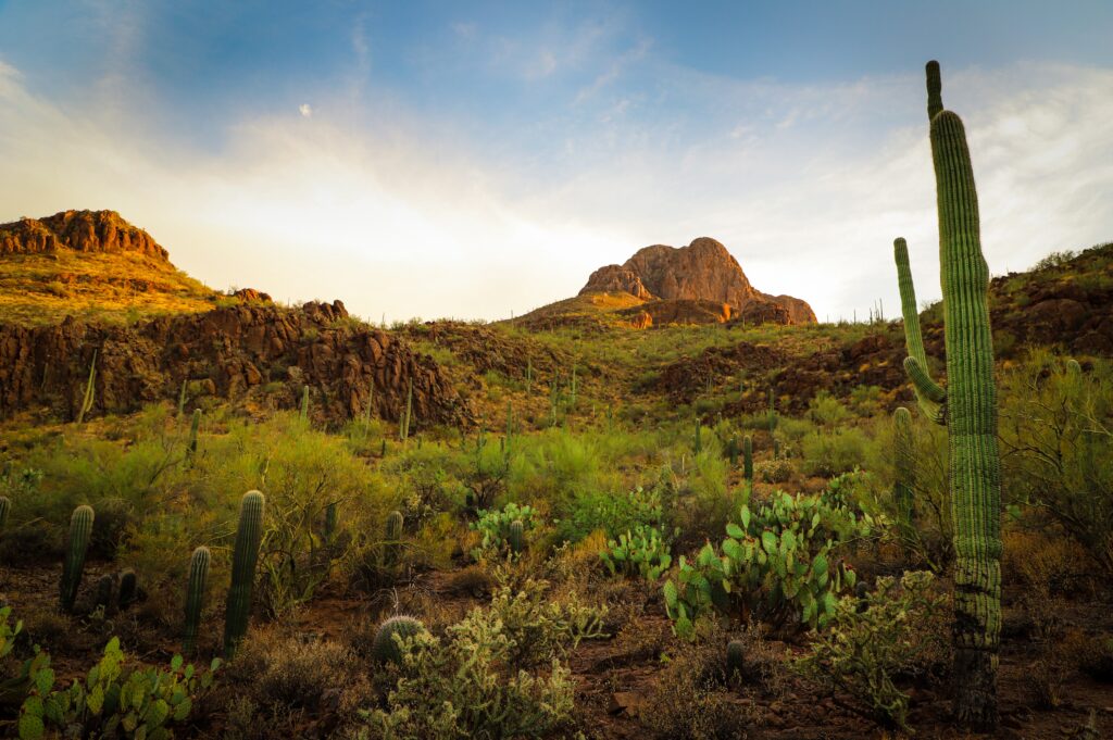 Saguaro outside of Tucson