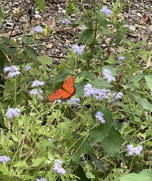 Butterflies along the Little Bluestem Trail