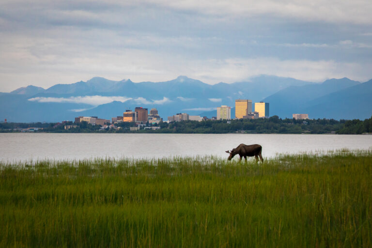 a moose grazing in front of Anchorage cityscape