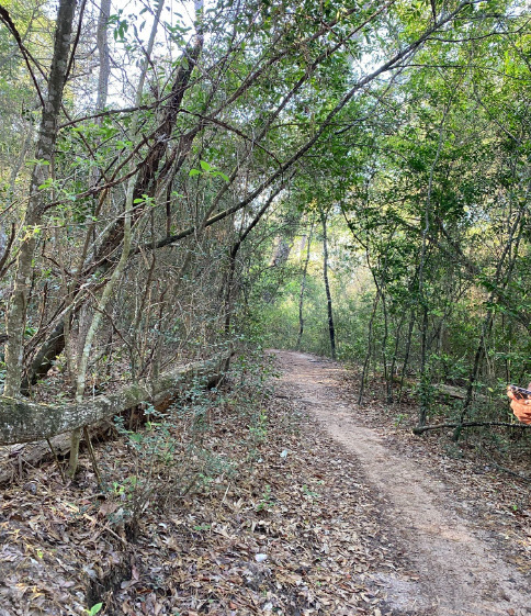 Green Ridge Trail in Houston