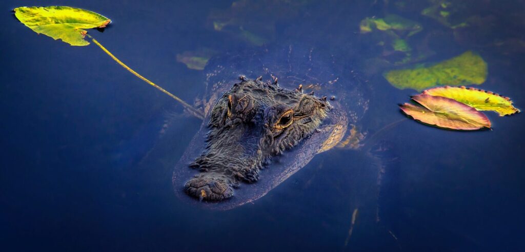 Alligator in Everglades National Park