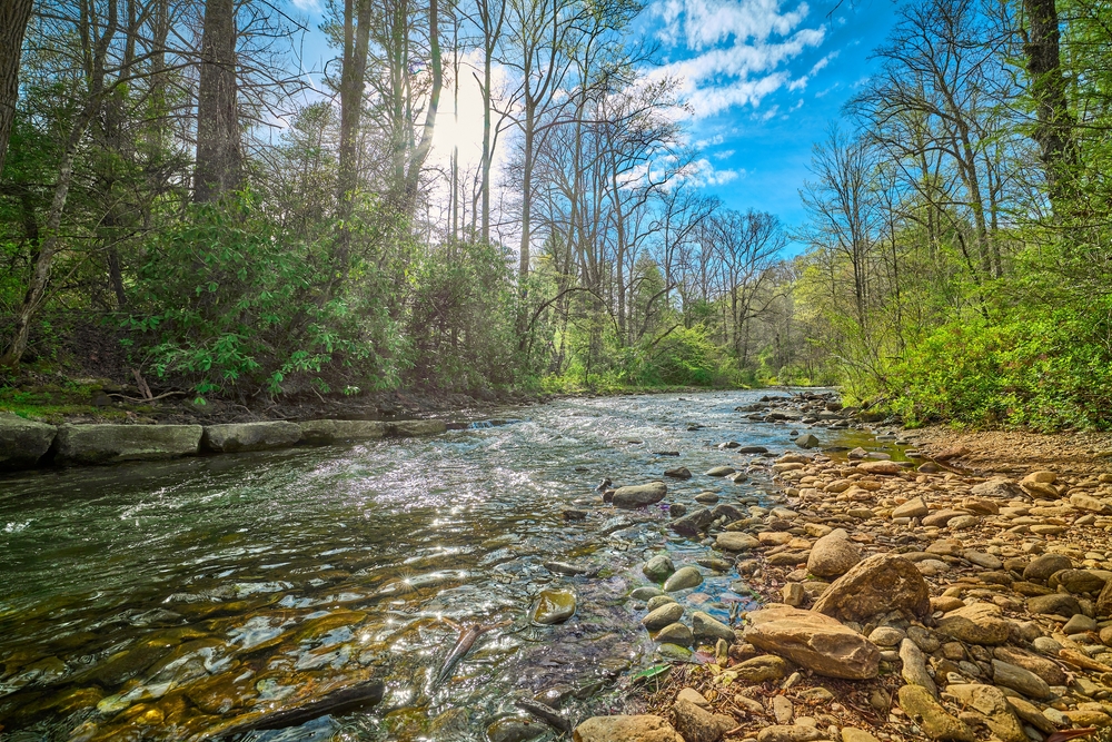 Mills River in Pisgah National Forest