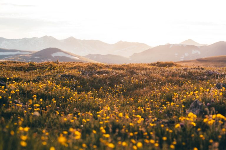 Weekend RV trips near Denver: wildflowers in Rocky Mountain National Park