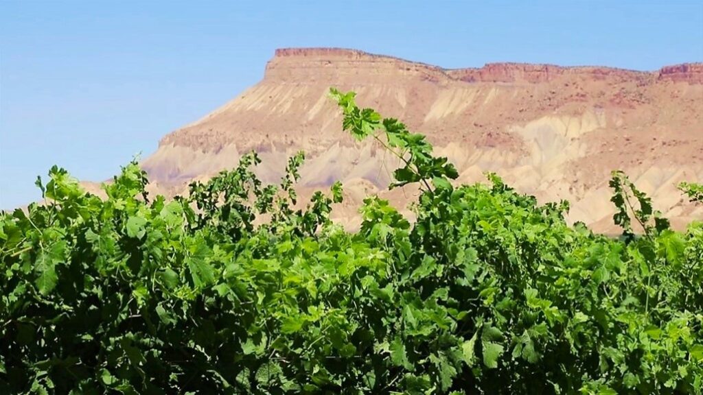 greenery in front of a mountain