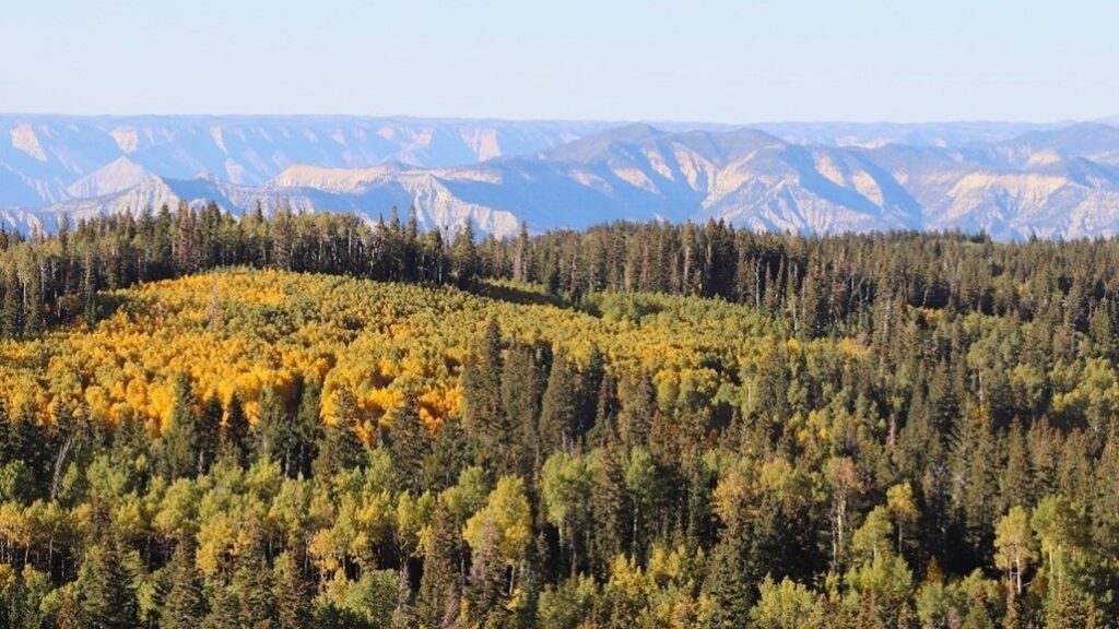 fields and trees with mountains in the distance