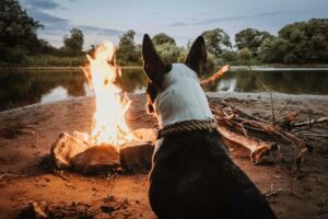 Dog sitting in front of a campfire