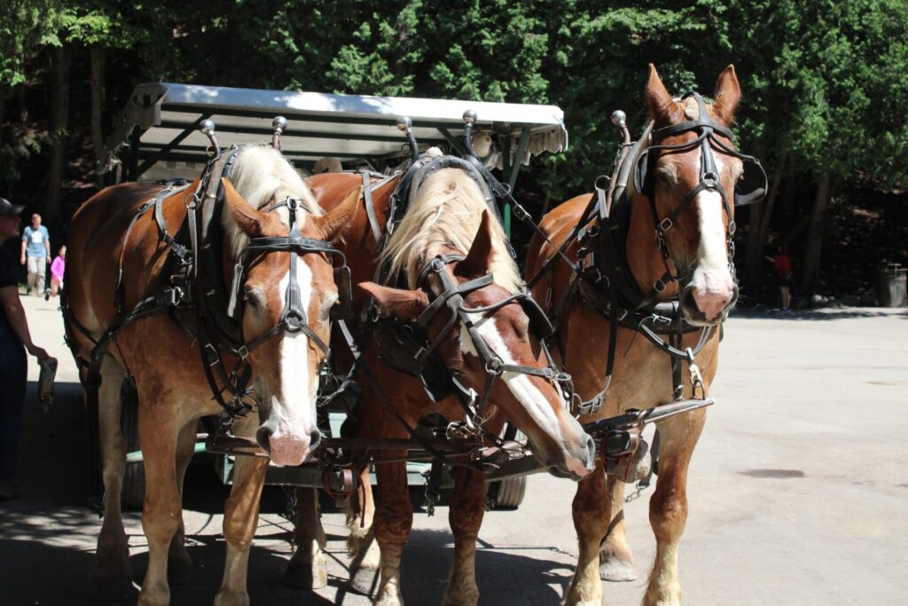 Horses pulling carriage on Mackinac Island