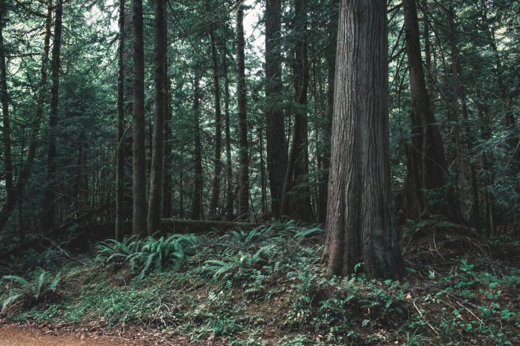 Forest in Washington