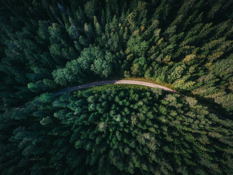 road in the middle of the forest from above