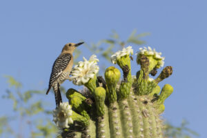 bird on top of saguaro in phoenix